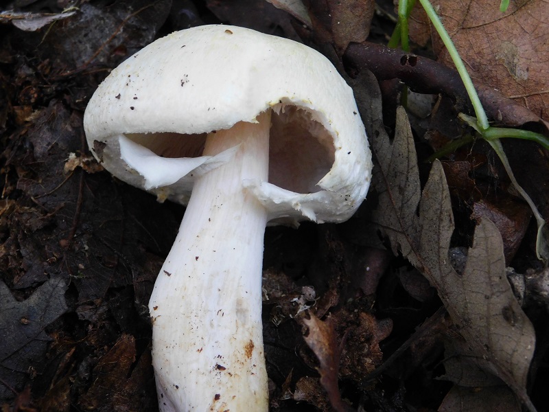 10)Fotogr.1.06.2019.sotto Quercia