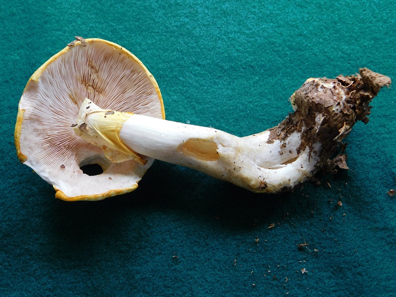 10)Fotogr.1.06.2019.sotto Quercia