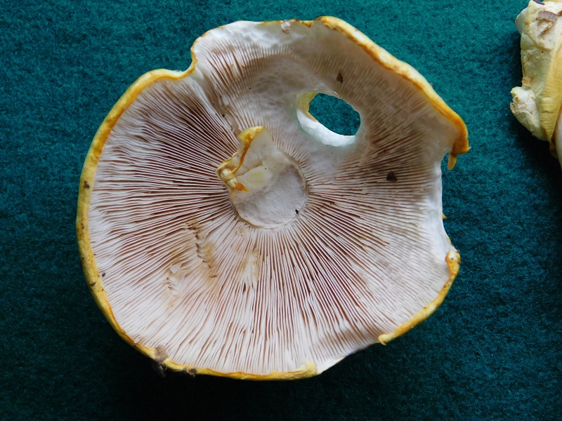 10)Fotogr.1.06.2019.sotto Quercia