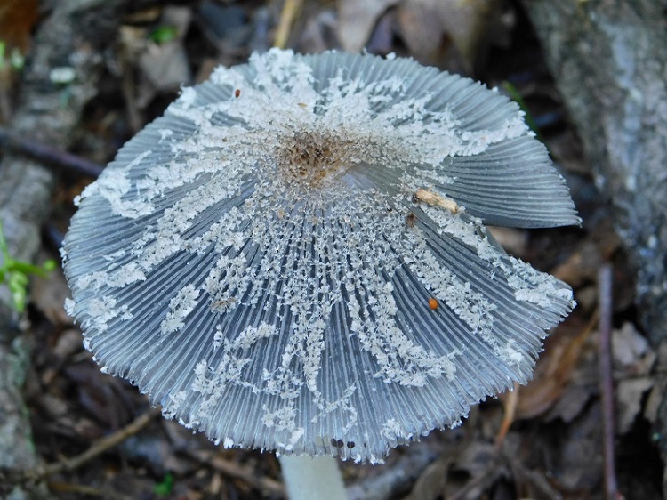 11)Fotogr.1.06.2019.sotto Quercia