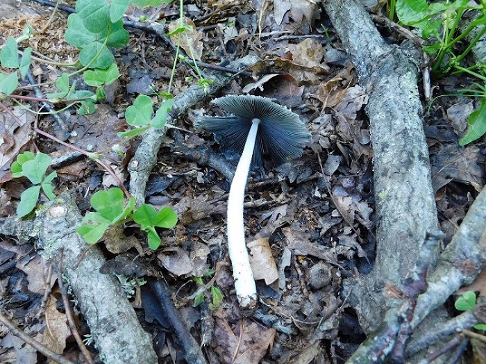 11)Fotogr.1.06.2019.sotto Quercia