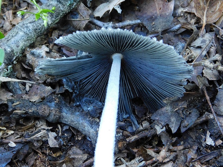 11)Fotogr.1.06.2019.sotto Quercia