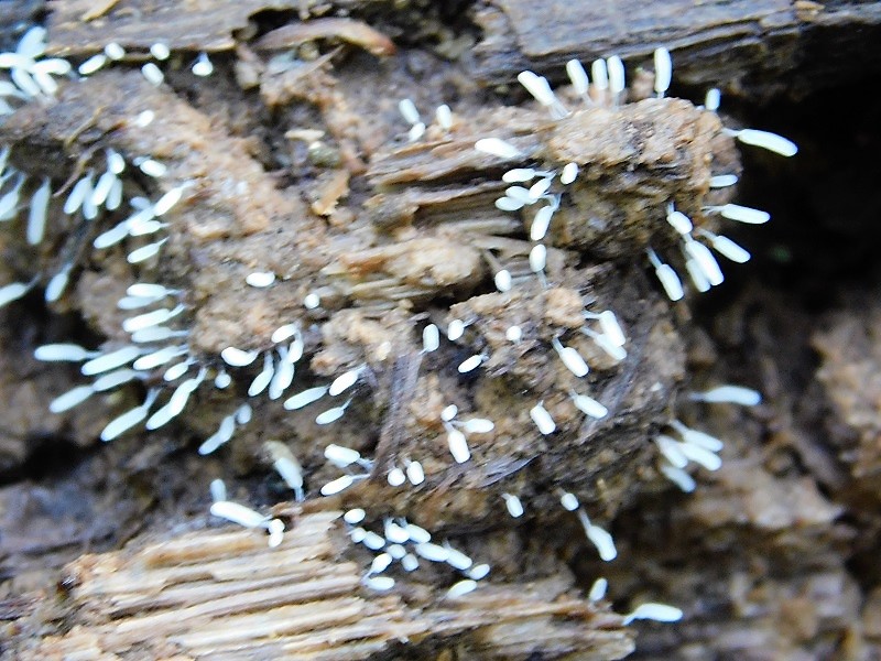 12)Fotogr.1.06.2019.sotto Quercia lignicolo ultimo del 1.06.