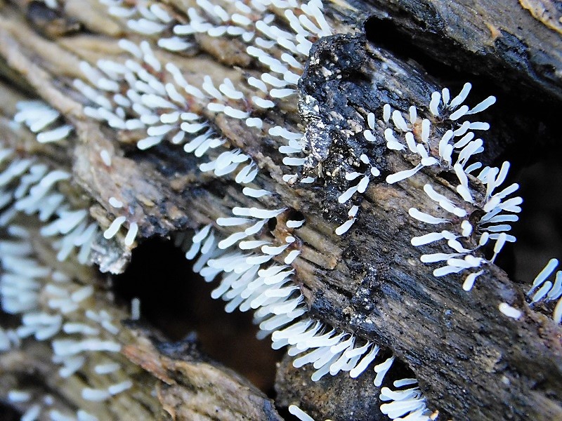 12)Fotogr.1.06.2019.sotto Quercia lignicolo ultimo del 1.06.