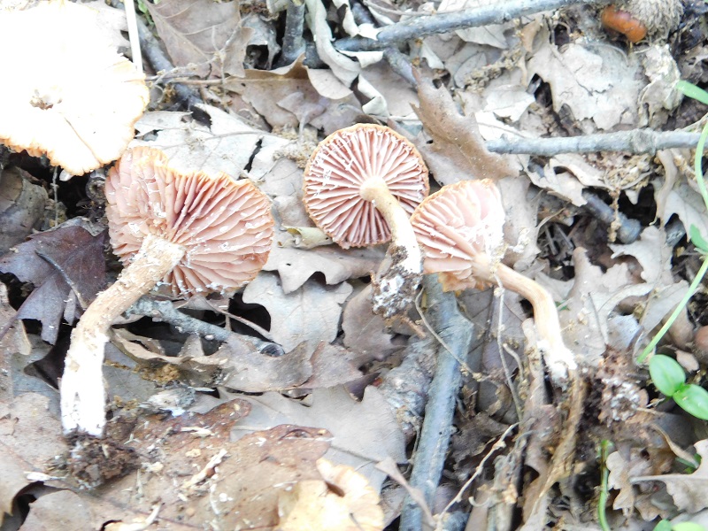 3)Fotogr.il 4.06.2019.sotto Quercia