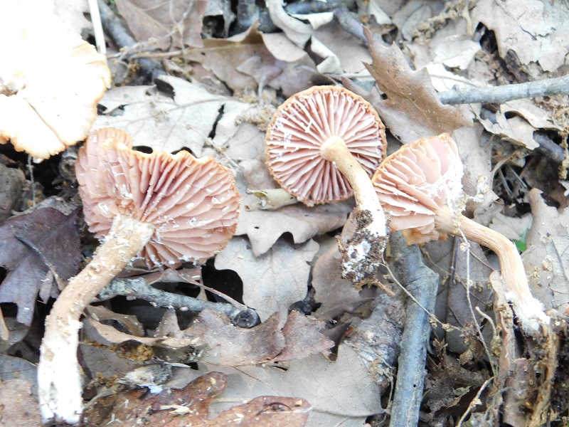 3)Fotogr.il 4.06.2019.sotto Quercia