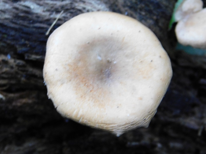 4)Fotogr.il 4.06.2019.sotto Quercia