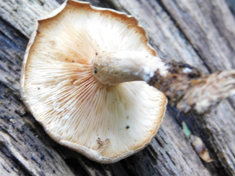 4)Fotogr.il 4.06.2019.sotto Quercia