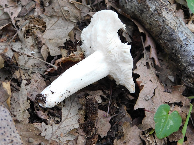 5)Fotogr.il.4.05.2019.sotto Quercia