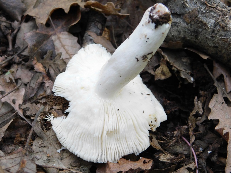 5)Fotogr.il.4.05.2019.sotto Quercia