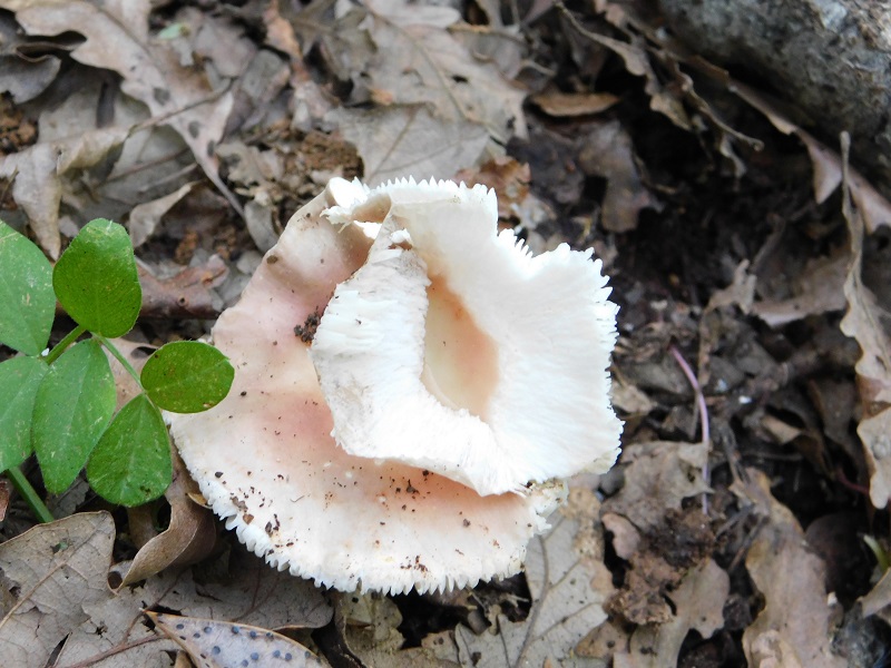 5)Fotogr.il.4.05.2019.sotto Quercia