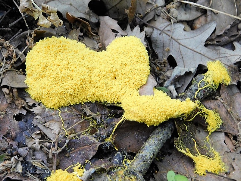 6)fotogr.il.4.06.2019.sotto Quercia