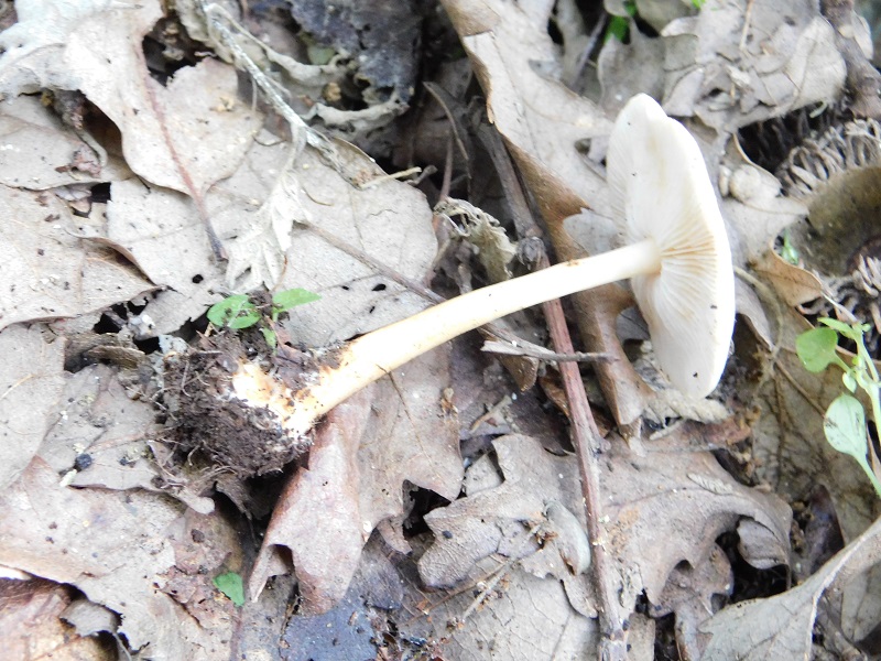 7)Fotogr.il.4.06.2019.sotto Quercia