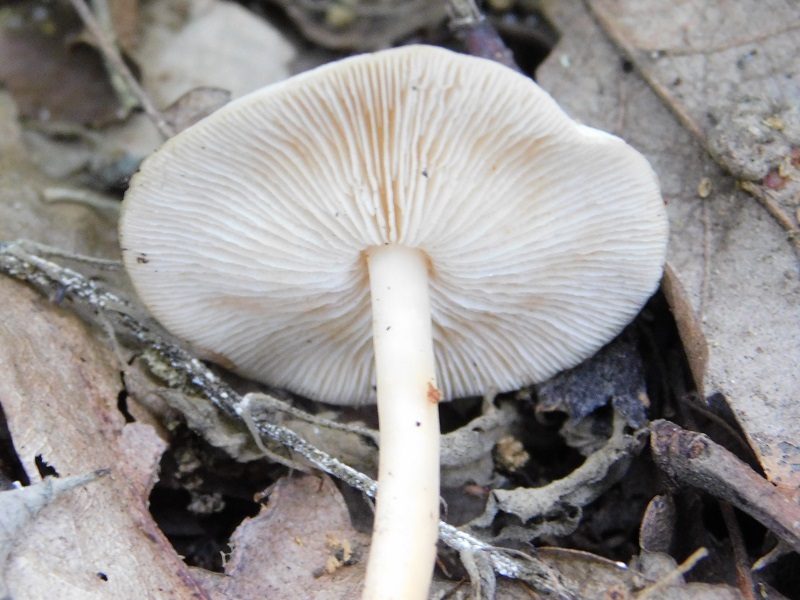 7)Fotogr.il.4.06.2019.sotto Quercia