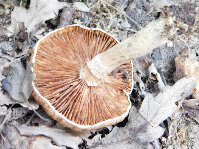 8)Fotogr.il.4.06.2019.sotto Quercia