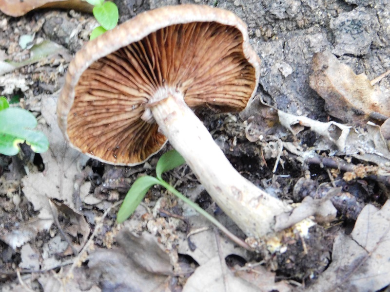 8)Fotogr.il.4.06.2019.sotto Quercia