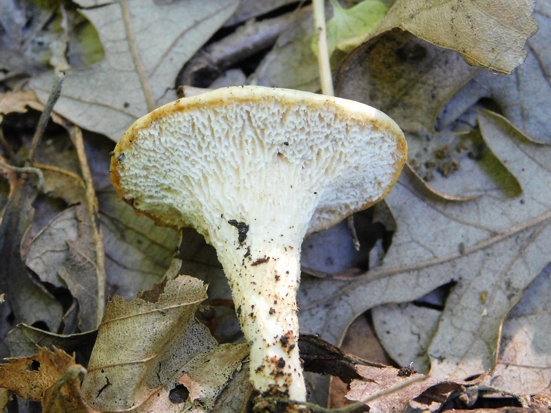 9)Fotogr.il.4.06.2019.sotto Quercia