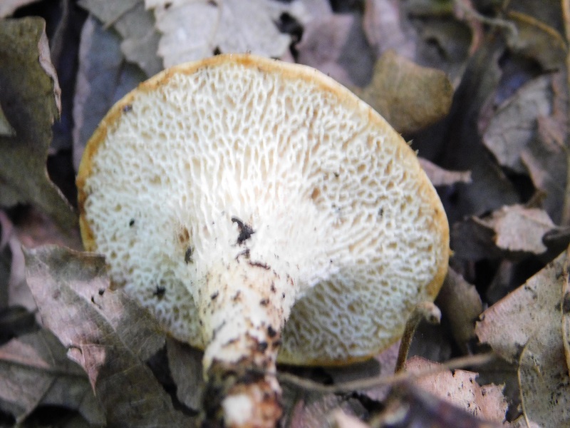 9)Fotogr.il.4.06.2019.sotto Quercia