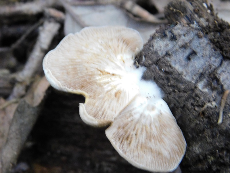 10)Fotogr.il.4.06.2019. sotto Quercia