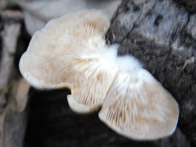 10)Fotogr.il.4.06.2019. sotto Quercia