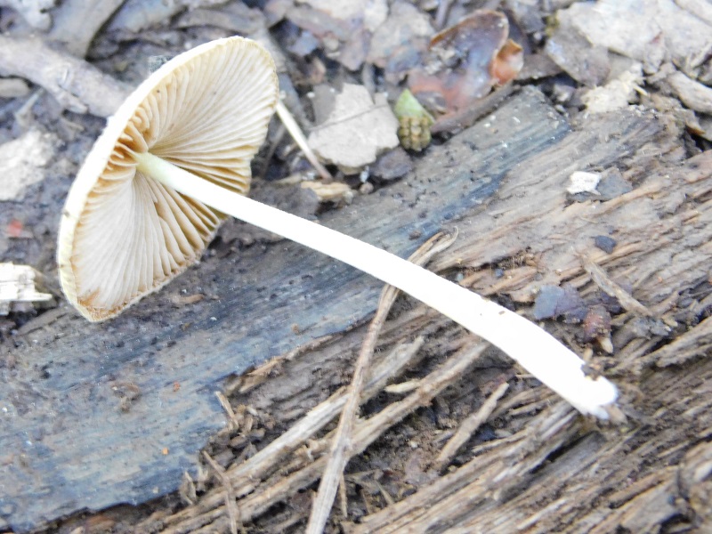 11)Fotogr.il.4.06.2019.sotto Quercia