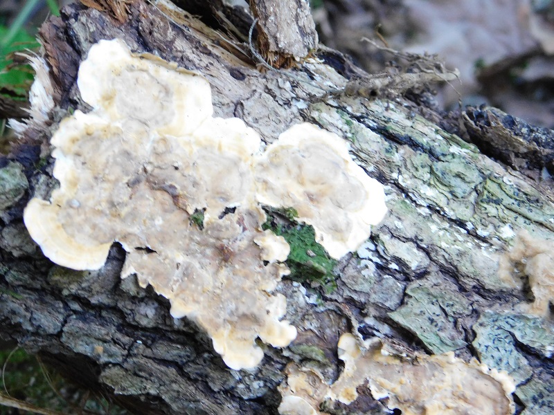 13)Fotogr.il 4.06.2019.sotto Quercia