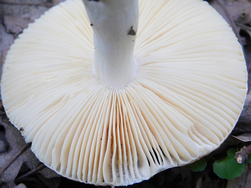 14)Fotogr.il.4.06.2019.sotto Quercia