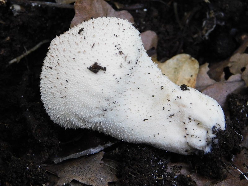 15)Fotogr.il 4.06.2019 sotto Quercia