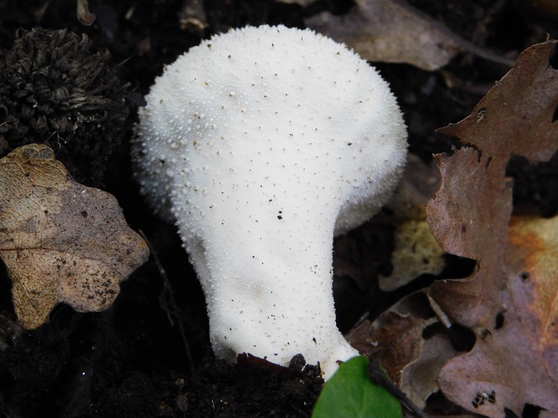 15)Fotogr.il 4.06.2019 sotto Quercia