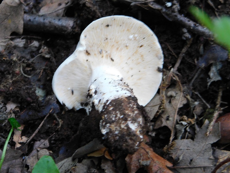 16)Fotogr.il 4.06.2019 sotto Quercia