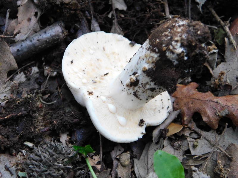 16)Fotogr.il 4.06.2019 sotto Quercia