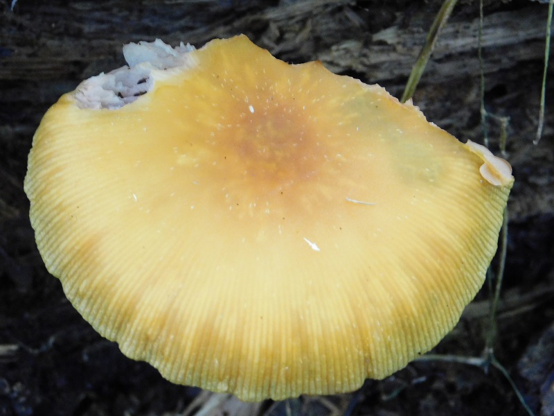 17Fotogr.il 4.06.2019.sotto Quercia ultimo del 4.06