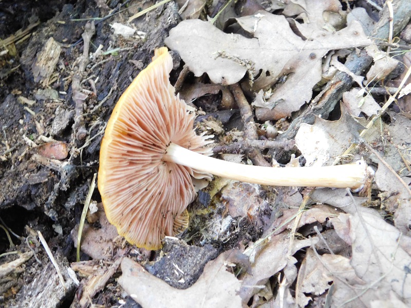 17Fotogr.il 4.06.2019.sotto Quercia ultimo del 4.06