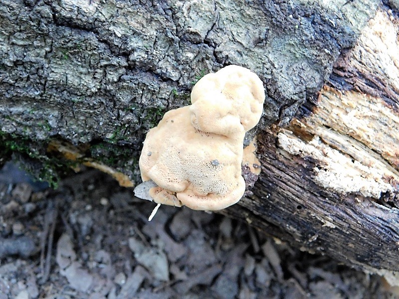 1)Fotogr.il6.08.2019 sotto Quercia lignicolo