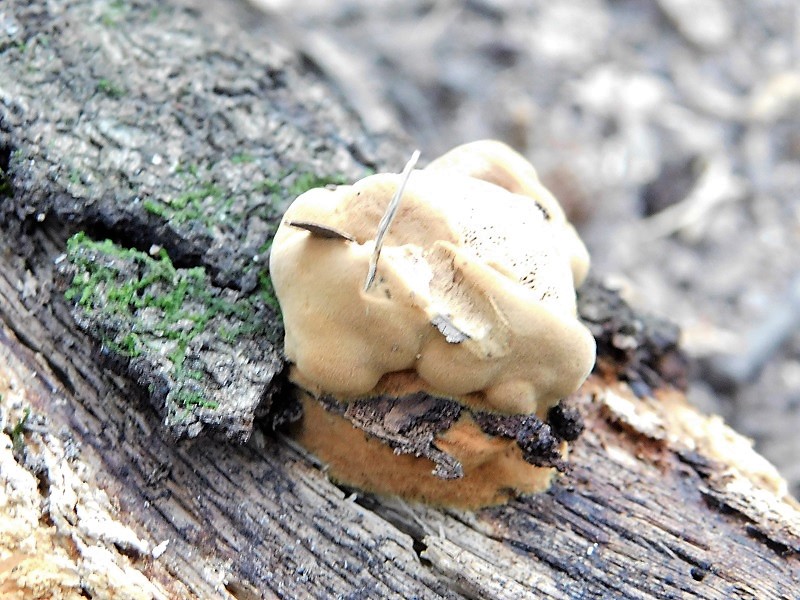 1)Fotogr.il6.08.2019 sotto Quercia lignicolo