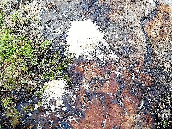 3)Fotogr.il 6.08.2019.sotto Quercia lignicolo