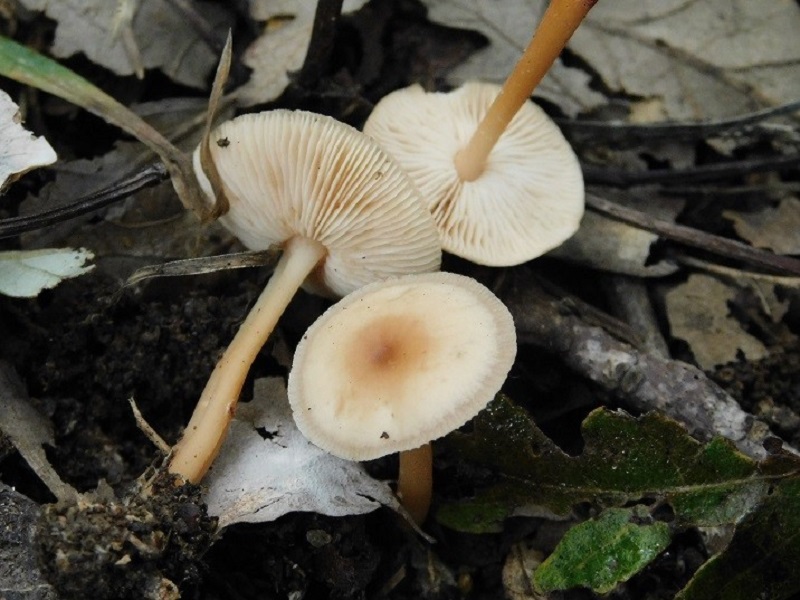 1)fotogr il 2.10.2020 bosco di Quercia m 350 s.l.m