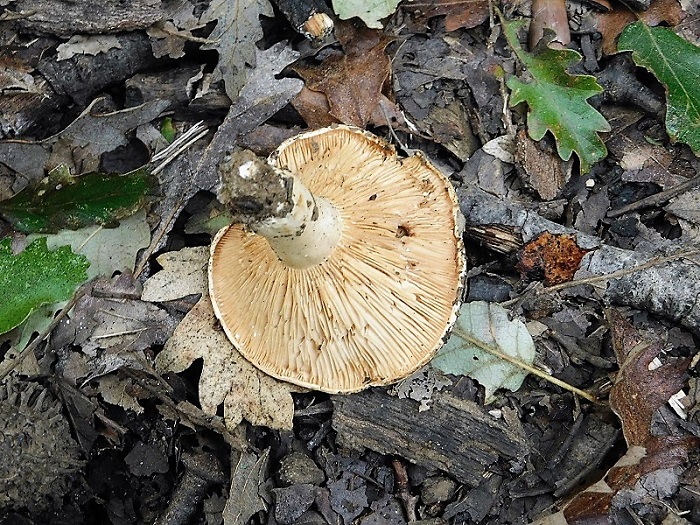 2)Fotogr.il 2.10.2020 bosco di Quercia
