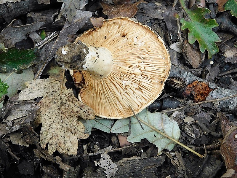 2)Fotogr.il 2.10.2020 bosco di Quercia