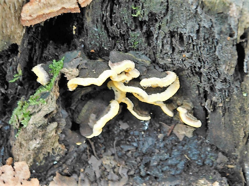 3)Fotogr.il 2.10.2020 bosco di Quercia