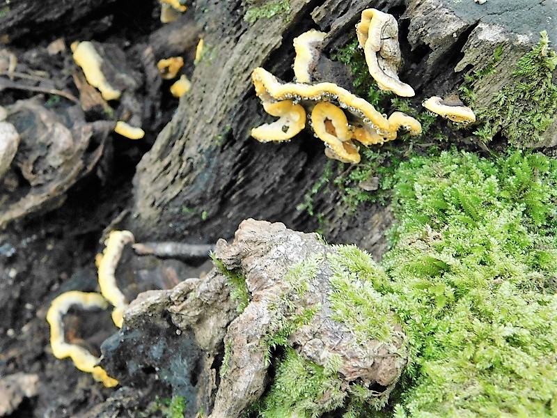 3)Fotogr.il 2.10.2020 bosco di Quercia