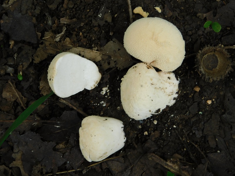 4)Fotogr.il 2.10.2020 bosco di Quercia