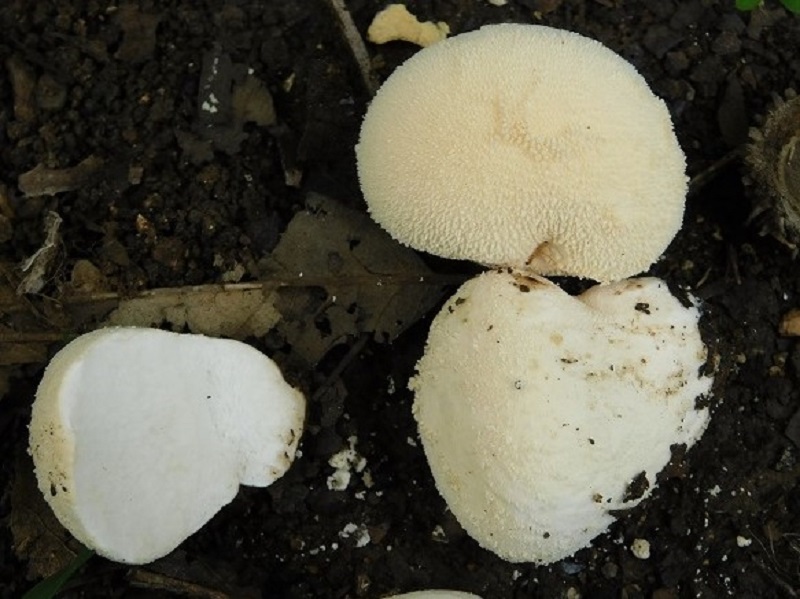 4)Fotogr.il 2.10.2020 bosco di Quercia