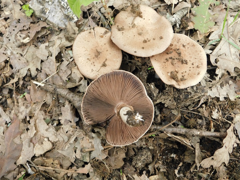 5)Fotogr.il 2.10.2020 bosco di Quercia