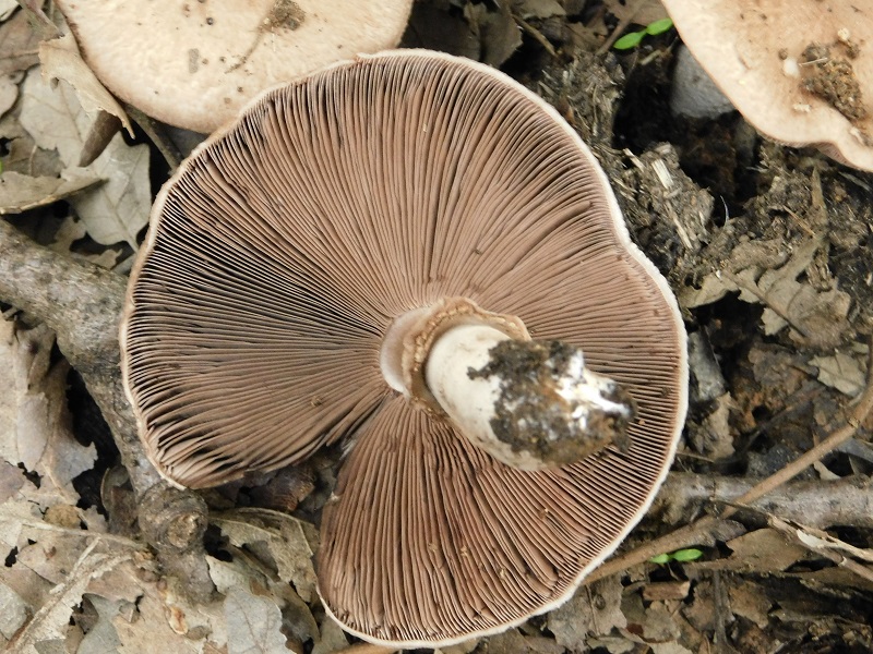 5)Fotogr.il 2.10.2020 bosco di Quercia