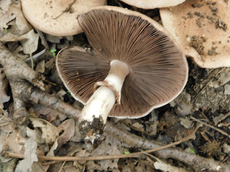 5)Fotogr.il 2.10.2020 bosco di Quercia