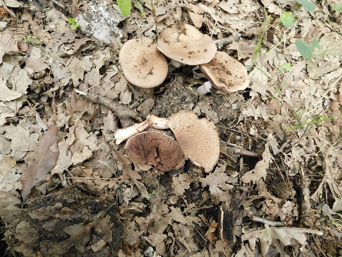 5)Fotogr.il 2.10.2020 bosco di Quercia