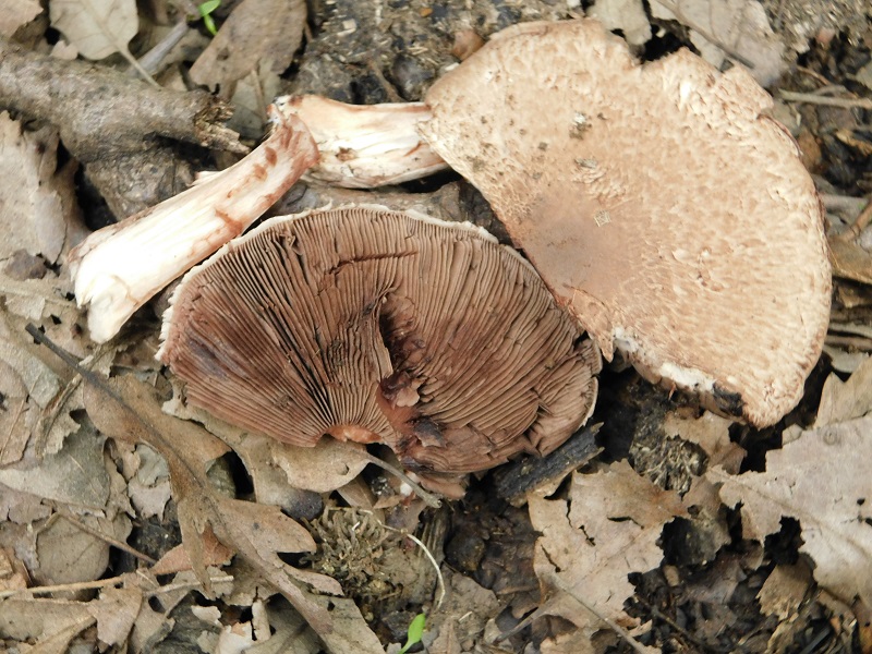 5)Fotogr.il 2.10.2020 bosco di Quercia