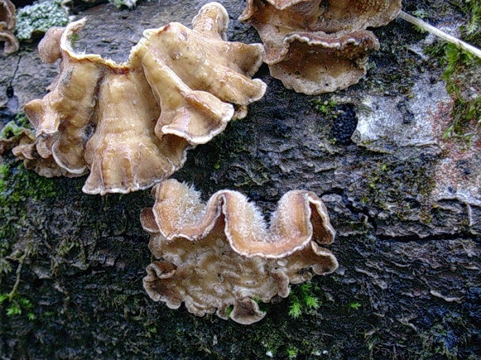 166 Da determinare bosco misto di latifoglia 560 m  s.l.m