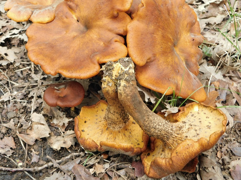 6)Fotogr.il 2.10.2020 bosco di Quercia 350 m s.l.m